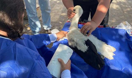 Yaren leyleğin halkalı yavrusu Bursa'ya geri döndü  