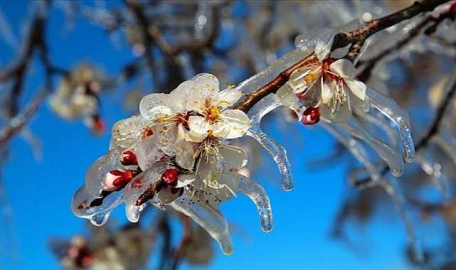 Meteoroloji'den Bursa için zirai don ve kırağı uyarısı