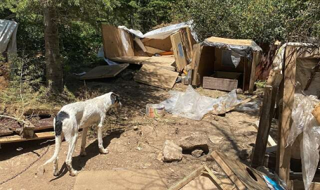 Hayvanseverleri ayağa kaldıran görüntü! İnsanlık bitmiş