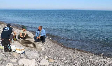 Karadeniz'deki yunus ölümlerinin sebebi savaş gemileri mi?