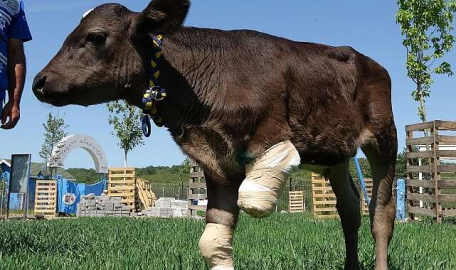 Bacağı kesilen buzağı, Bursa Emekli Hayvanlar Çiftliği'nde büyüyor