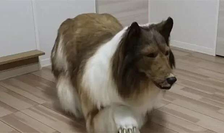 Köpek gibi görünmek için 260 bin lira harcadı