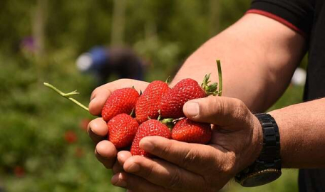 Bursa'nın çilek köyünde hasat zamanı