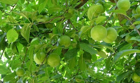 Bursa'nın papaz eriği hasada hazırlanıyor