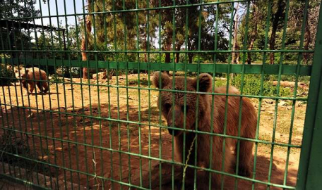 4 aylık 'Cihangir' Bursa'nın maskotu oldu