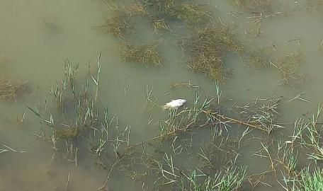 İznik Gölü'nde balıklar neden ölüyor?