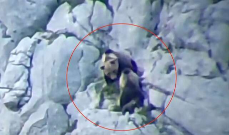 Kavga eden ayılar uçurumdan düştü