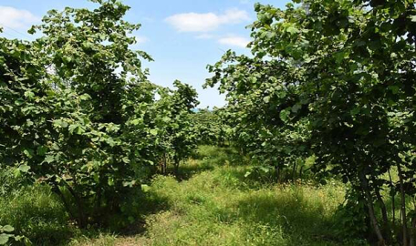 Ordu'da fındık bahçesi icradan satılacak