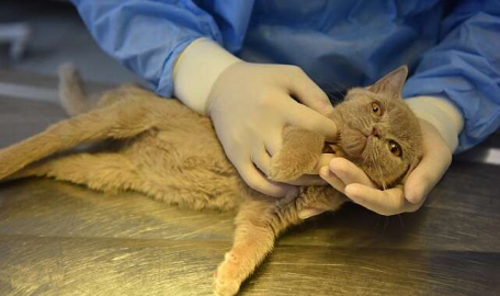 Yaralı kedi, Yıldırım'da emin ellerde...