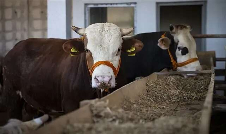 Bursa'da kurbanlık fiyatları belli oldu!
