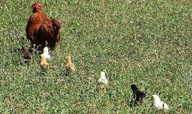 Bursa'da horoz civcivlere annelik yapıyor