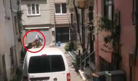 Bursa'da kaçan tosun sahibine saldırdı