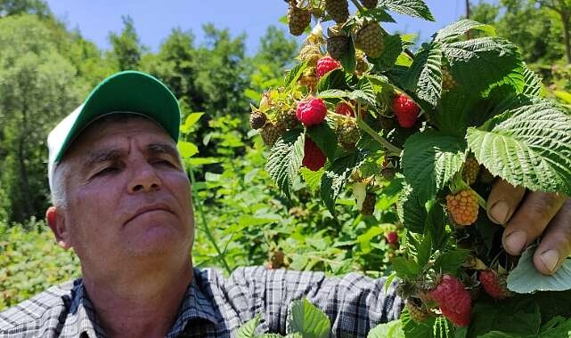 Bursa'da geçen yıl kuruyan ahududu bu yıl servet değerinde