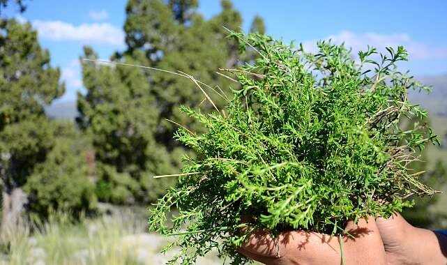 Akseki’de yetişen kekik her derde deva