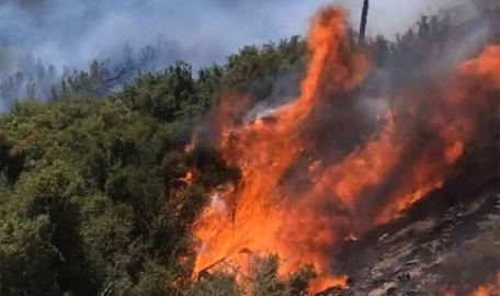 İzmir Seferihisar'da orman yangını 