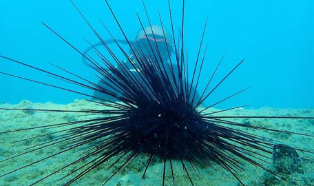 Akdeniz'de dikenli zehirli Deniz Kestanesi korkusu 