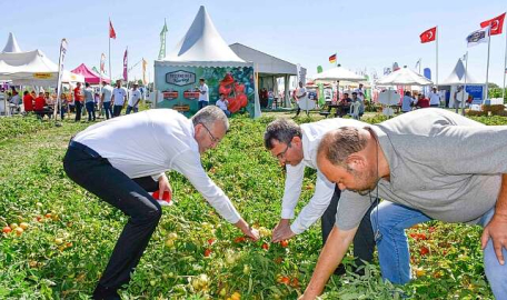 Bursa Karacabey'de domates fuarı