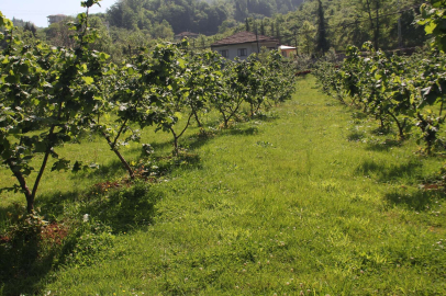 Ordu Ünye'de fındık bahçesi hissesi mahkemeden satılacak