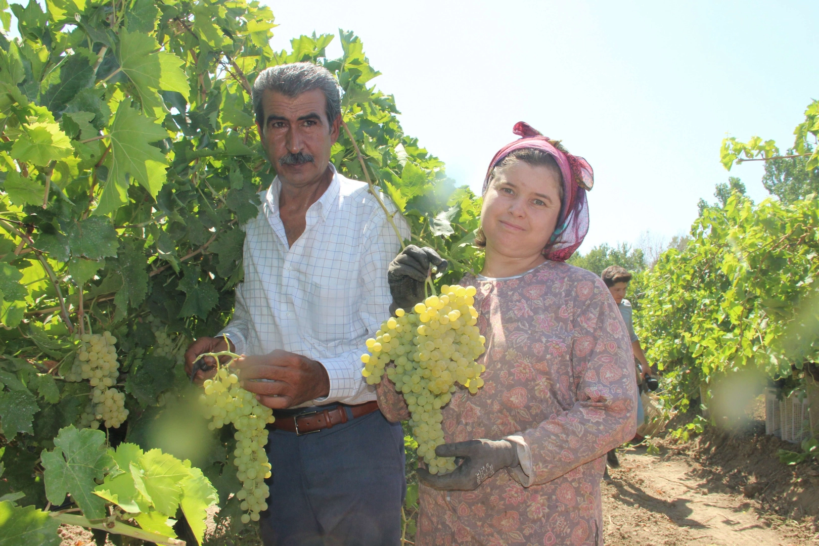 Üzüm üreticisi fiyat konusunda Cumhurbaşkanı Erdoğan’a güveniyor