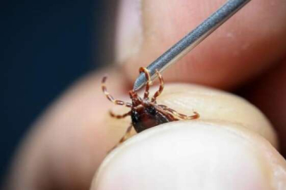 Türkiye'de görüldü! Kene kaynaklı yeni bakteri...