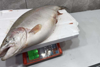 İznik Gölü’nde 8 kiloluk somon balığı yakalandı