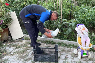 Yaralı martıya mahalleli sahip çıktı