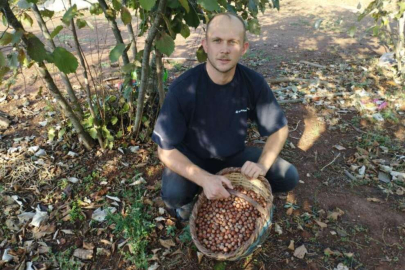 Sanki Karadeniz köyü... Bursa'da yılda 60 ton fındık üretiyorlar
