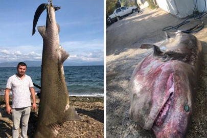 Bursa'da 500 kiloluk dev ağlara takıldı!