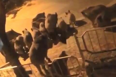 Bursa'da aç kalan domuzlar şehre indi