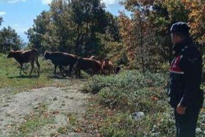 Bursa'da kaybettiği hayvanları jandarma buldu