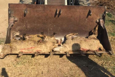 Bursa'da sokak köpekleri ikinci kez koyunları telef etti