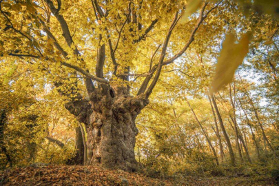 Bursa'da son baharın kartpostallık çınarı