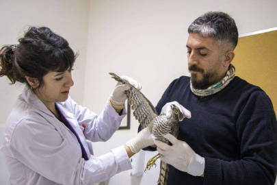 Yaralı atmaca tedavi altında