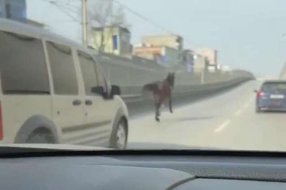 Bursa'da başıboş atlar trafiği tehlikeye sokuyor
