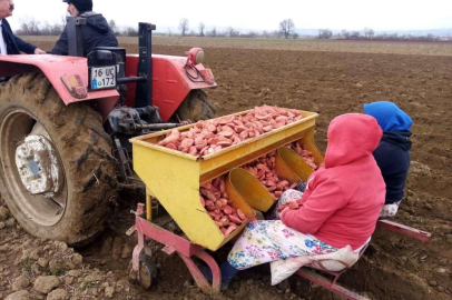 Bursa'da ‘sarı altın’ ekimi başladı