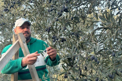 Bursa'da mart ayında zeytin hasadı şaşırttı