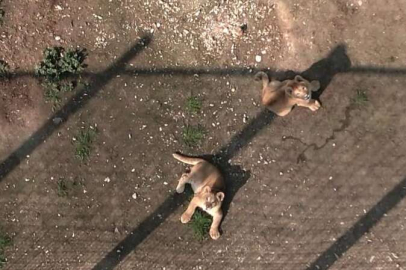 İlk defa drone gören minik aslanlar