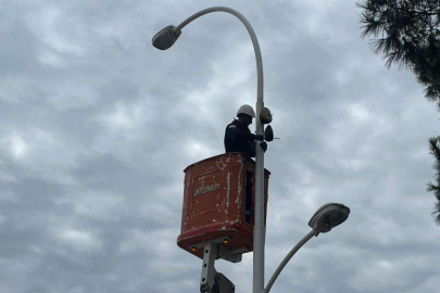 Sokak lambaları kuşların yeni yuvası oldu
