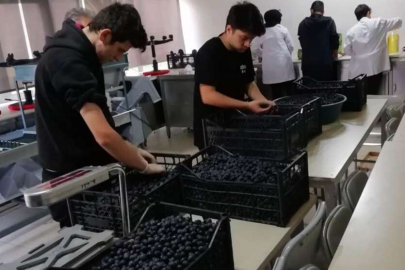 Bursa’da zeytini dalından sofraya öğrenciler getiriyor