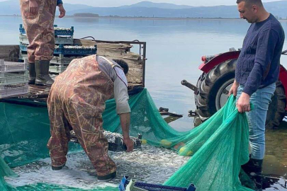 İznik Gölü'nde gümüş balığı bereketi