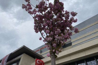 Başakşehir Şehir Hastanesi'nin sakuraları çiçek açtı