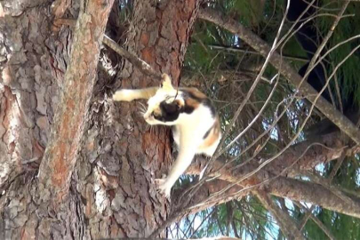 İtfaiye müdürlüğü bahçesindeki ağaçta, kedi kurtarma operasyonu