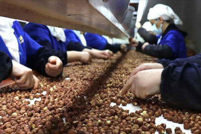 Türkiye fındık ihracatından 1,3 milyar doları aşkın gelir elde etti