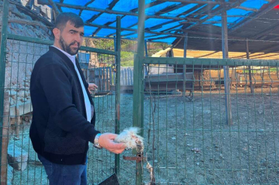 Sokak köpekleri yine can yaktı