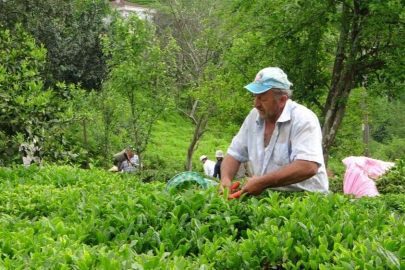2023 yaş çay sezonu açıldı