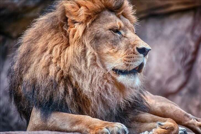 Dünyanın en yaşlı vahşi aslanı, Kenya'da köy sakinlerince öldürüldü