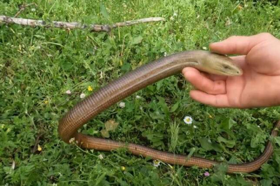 Bursa'da görüldü: Yılan sanıp öldürmeyin!