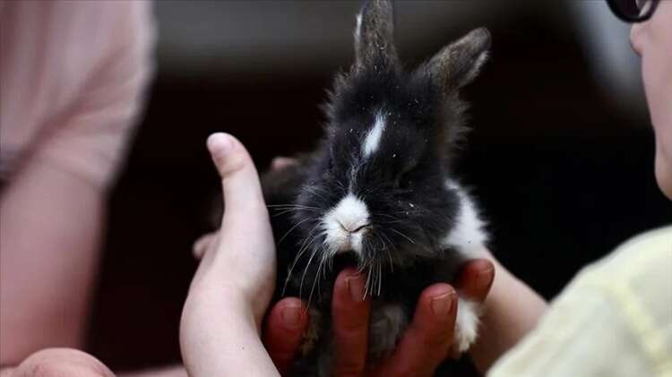 "Çocuklar tavşanları çok seviyor"