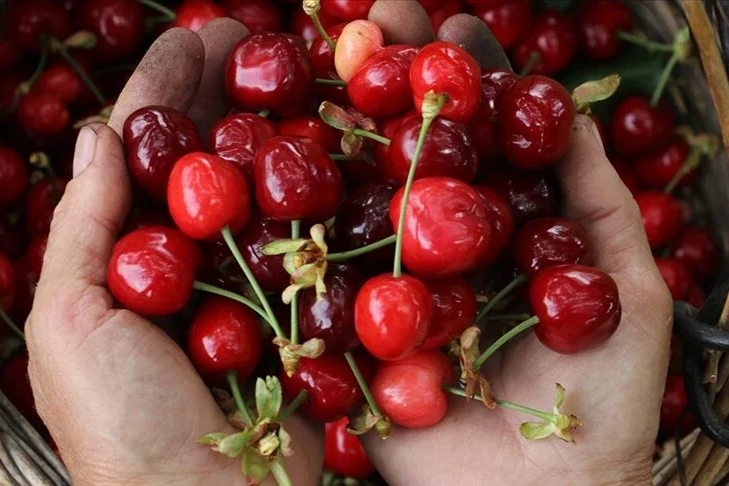 Tekirdağ kirazında hasat başladı