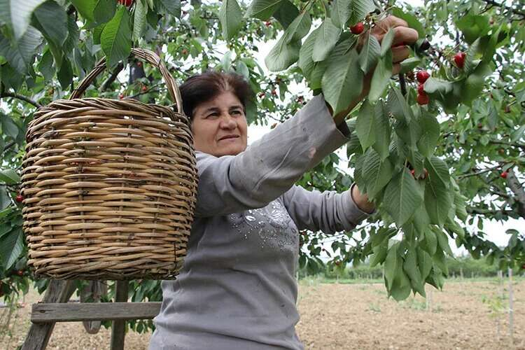 "Bu yıl verim çok iyi"